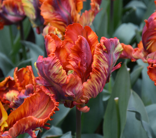 Tulip Rasta Parrot