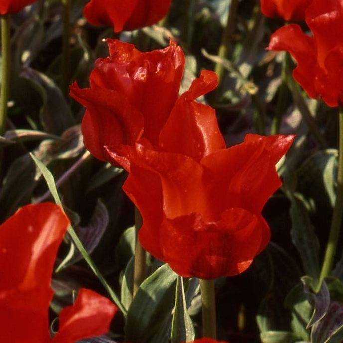 Tulip Red Riding Hood AGM