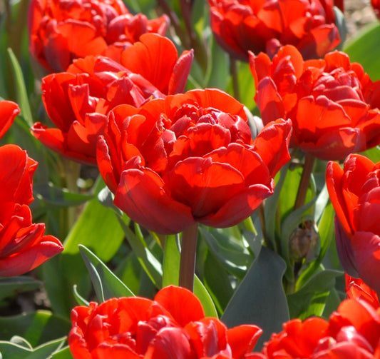 Tulip Red Princess