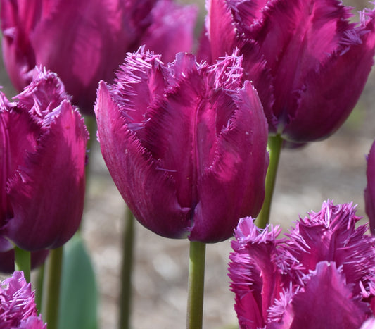 Tulip San Clemente