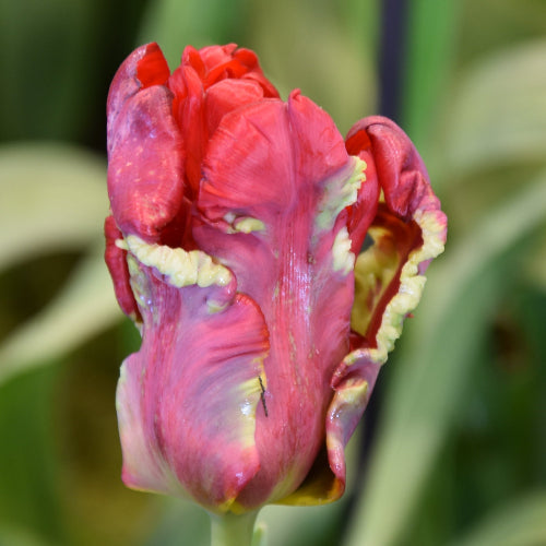 Tulip Seadov Parrot