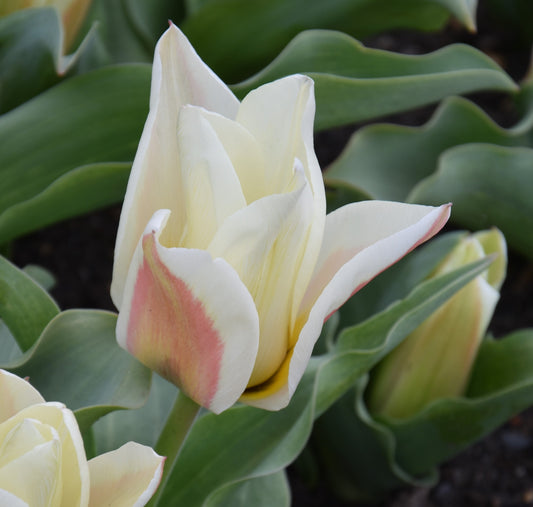 Tulip Serano