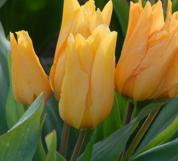 Tulip praestans Shogun