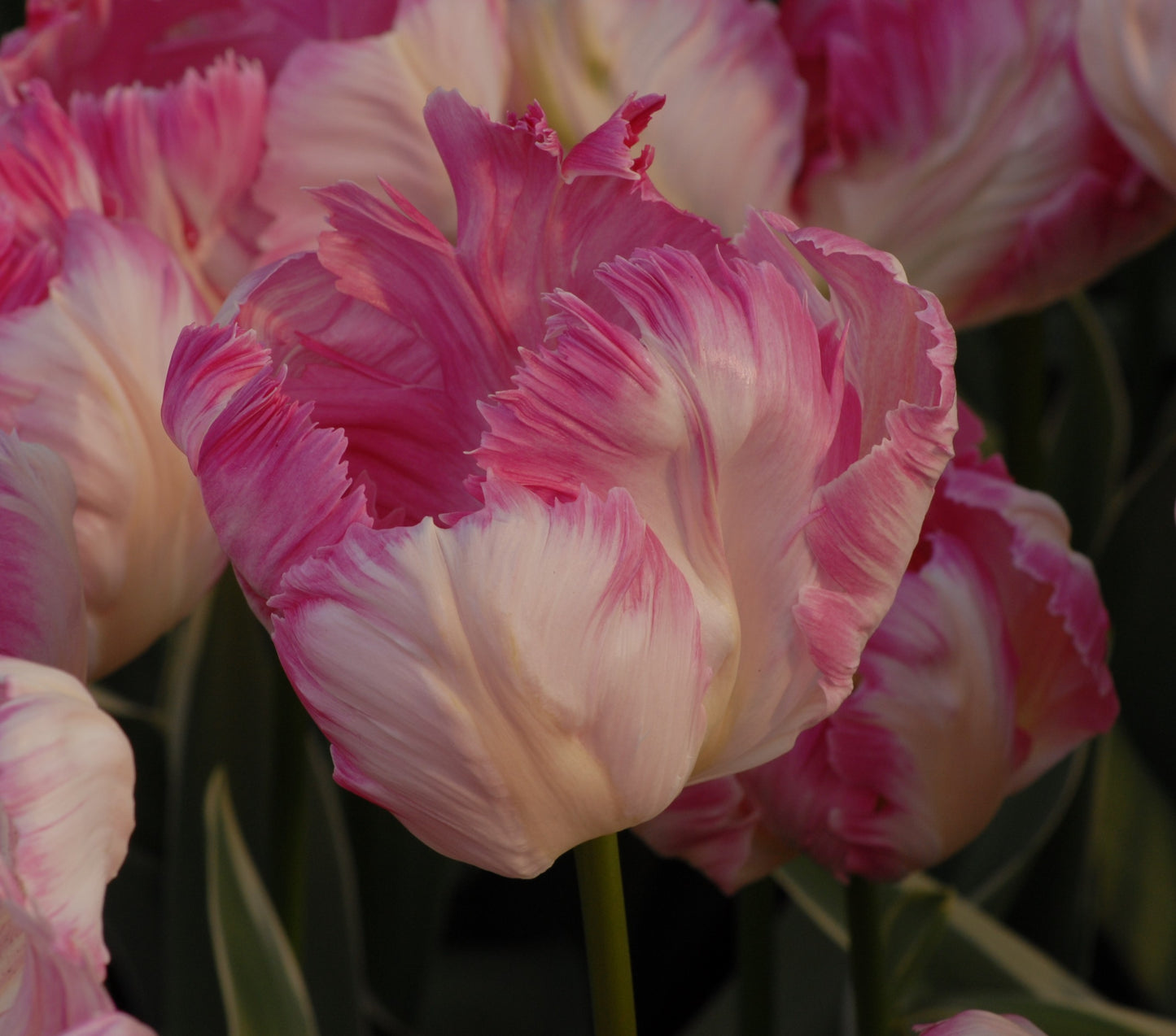 Tulip Silver Parrot