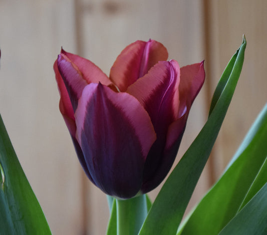 Tulip Slawa
