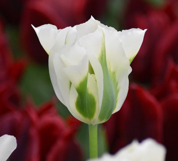 Tulip Spring Green AGM