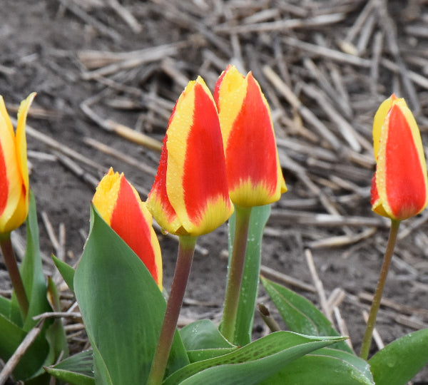 Tulip Stresa - NEW!