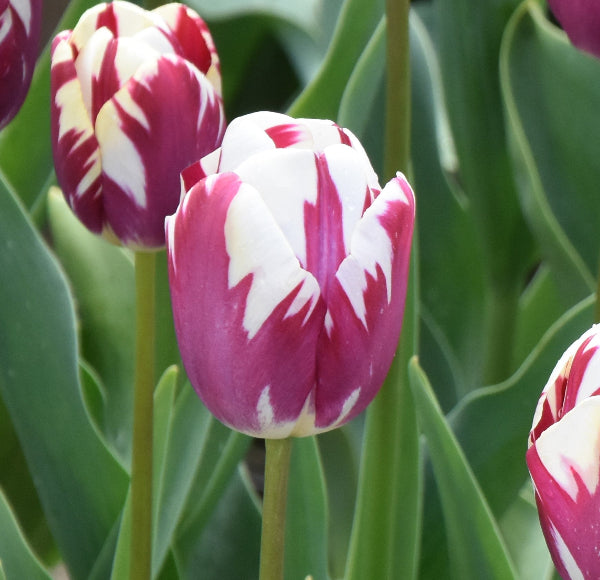 Tulip Striped Sail