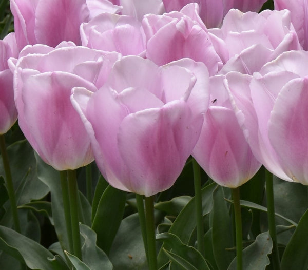Tulip Synaeda Amor