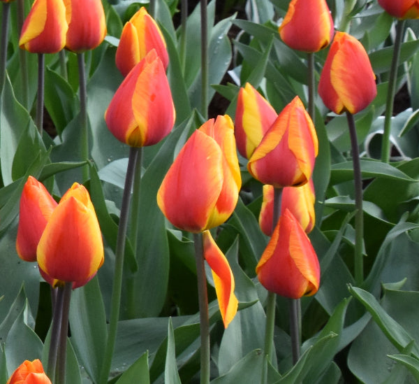 Tulip Flair