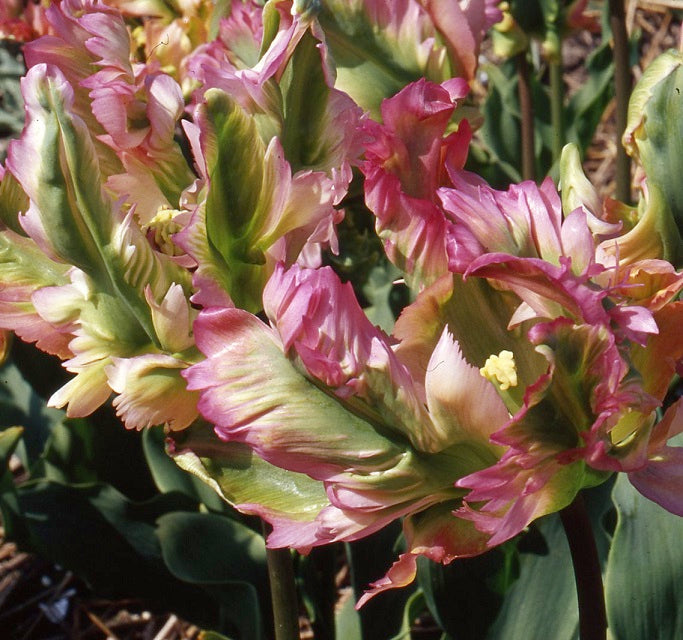Tulip Green Wave