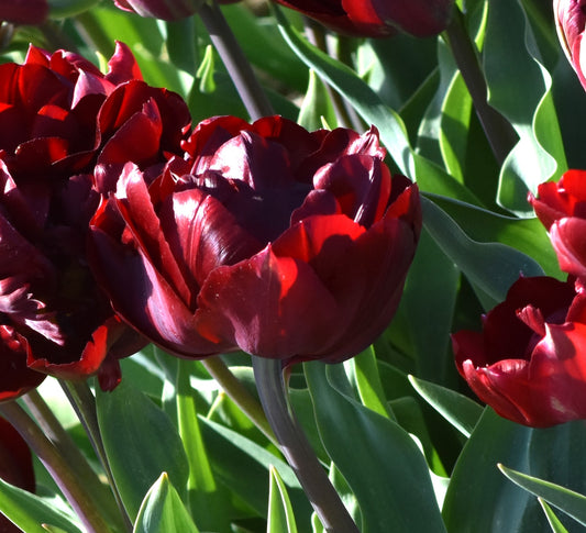 Tulip Uncle Tom