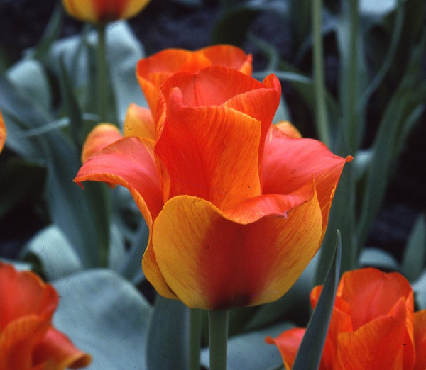 Tulip United States AGM