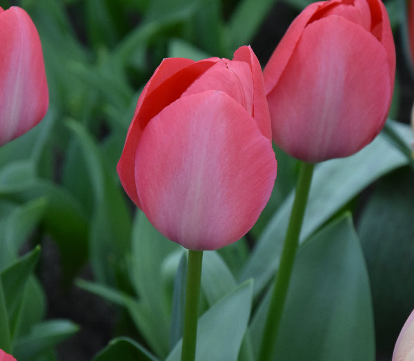 Tulip Van Eijk