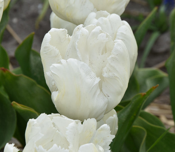 Tulip White Parrot