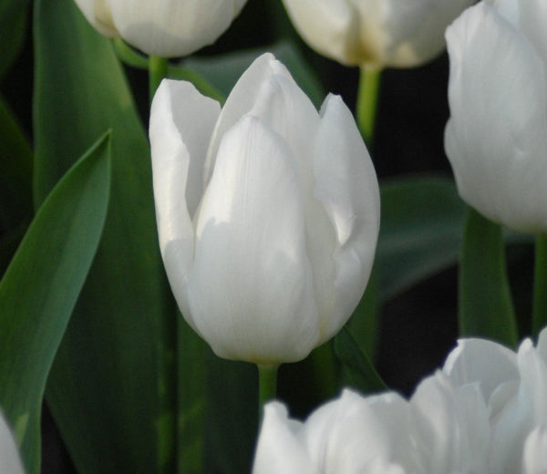 Tulip White Prince
