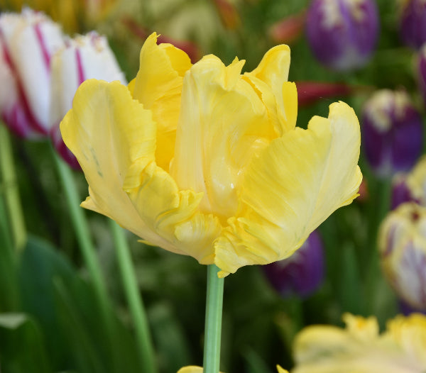 Tulip Yellow Madonna