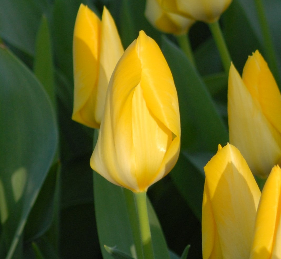 Tulip Yellow Purissima