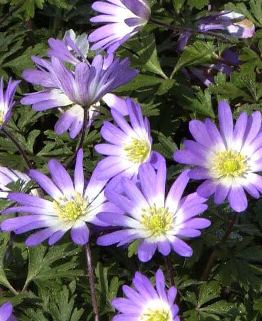 Anemone blanda Violet Star