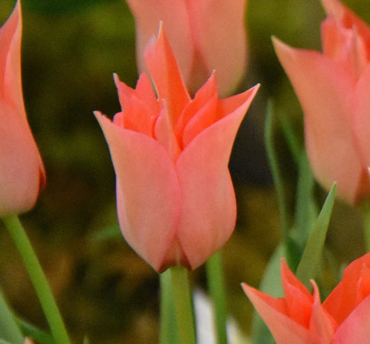 Tulip batalinii Salmon Gem