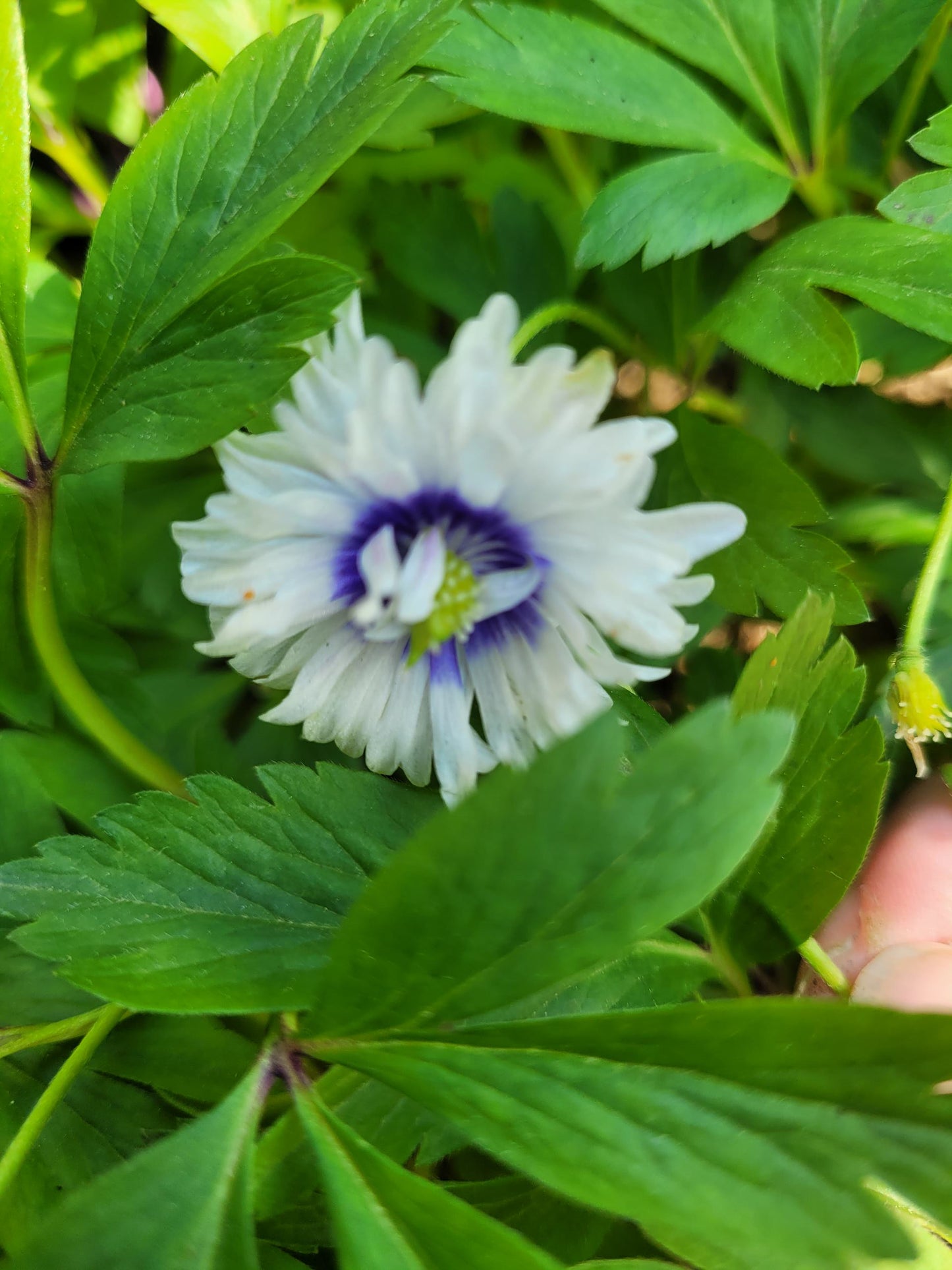 Anemone nemorosa Blue Eyes