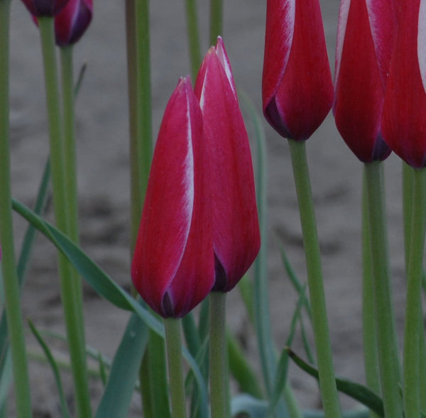 Tulip clusiana Lady Jane AGM
