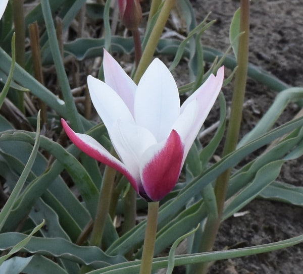 Tulip clusiana Peppermint Stick AGM