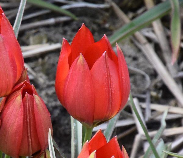 Tulip hageri