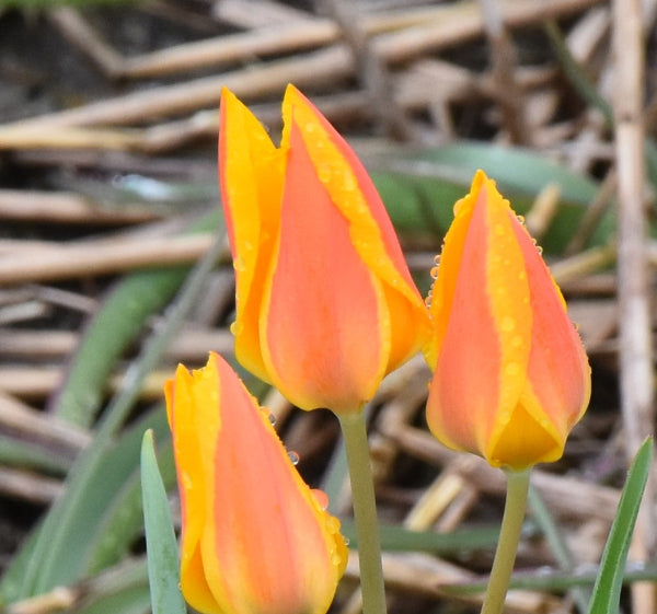 Tulip heweri