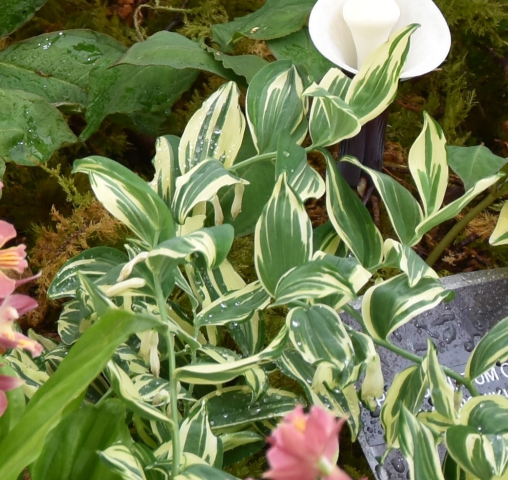 Polygonatum odoratum Kayaba Niskiki