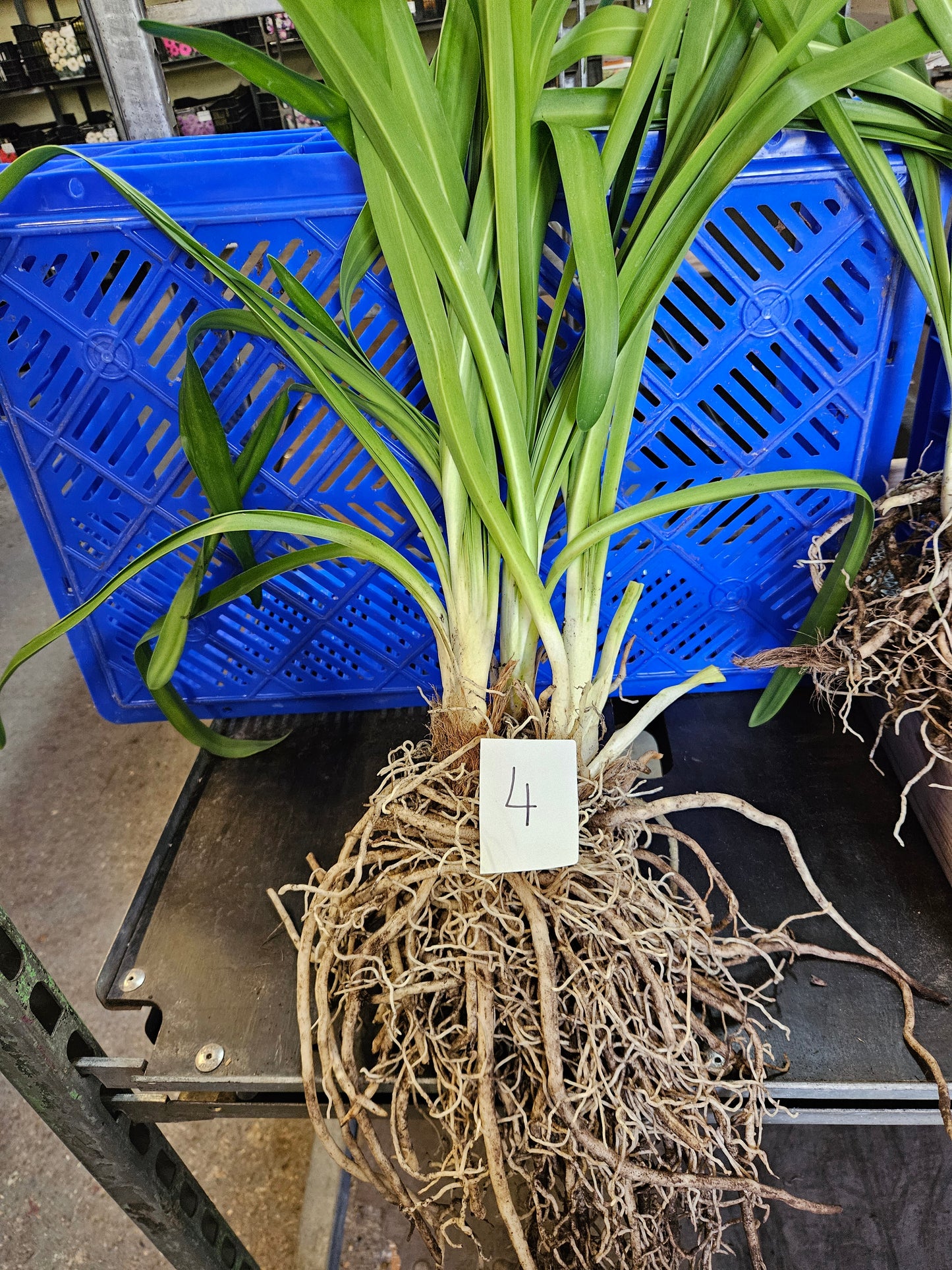 Agapanthus praecox