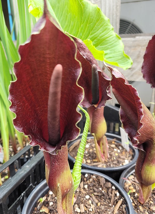 Sauromatum giganteum