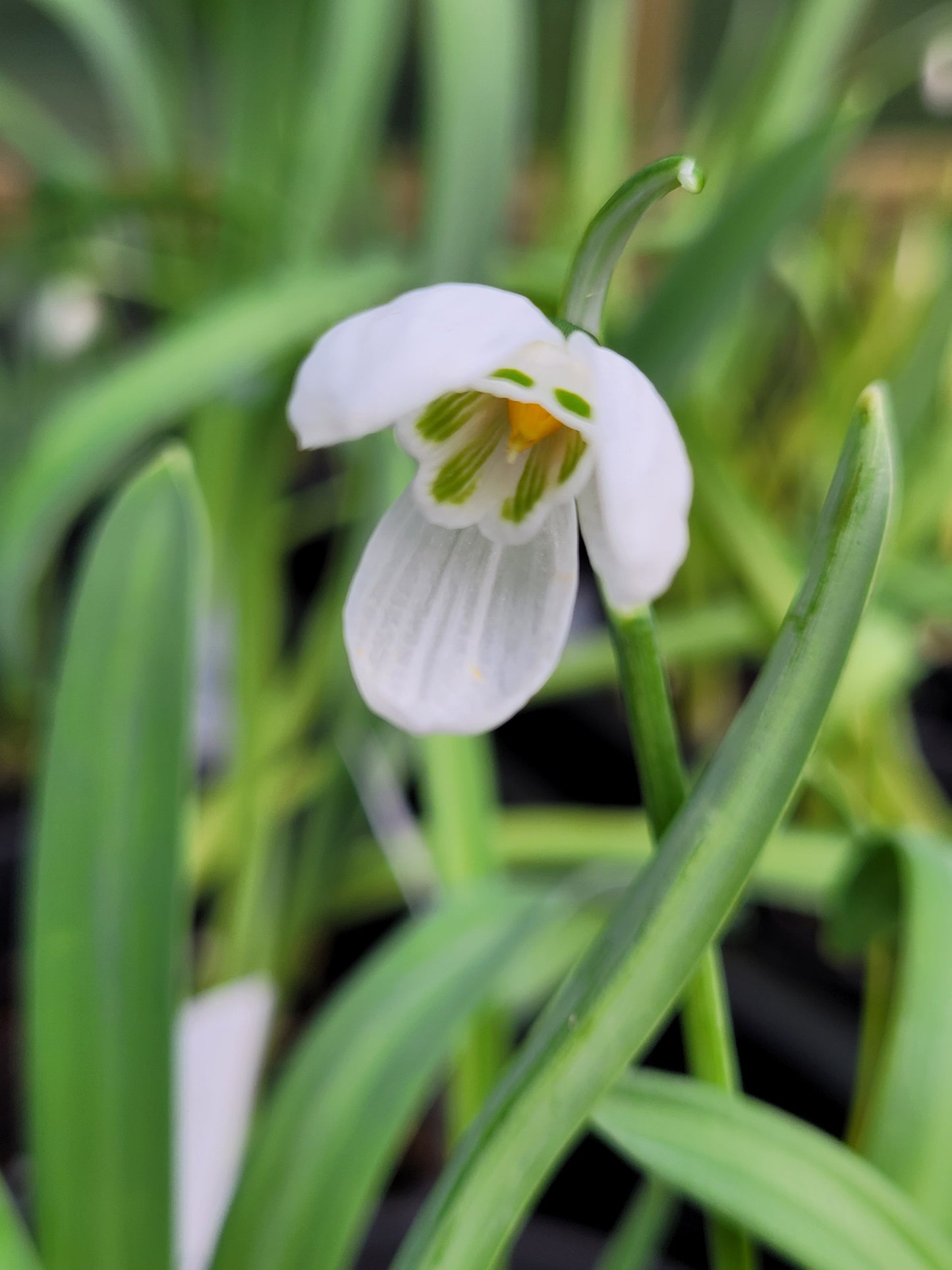 elwesii var. monostictus. 'A. Vivaldi'
