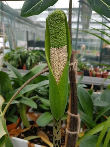 nepalensis