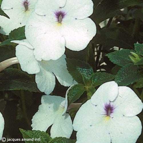 AchimenesMaxima