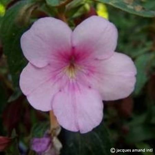 AchimenesPeachBlossom