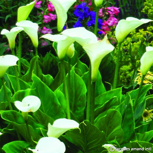 Aethiopica-AGM