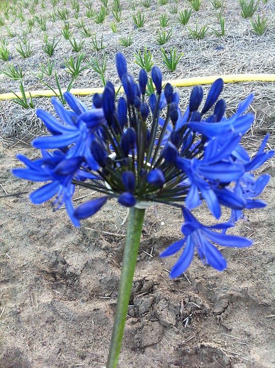 agapanthus-columba-3