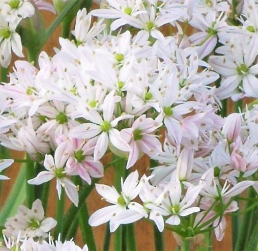 Allium Cameleon_1823..