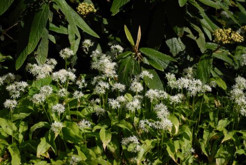 Allium Ursinum