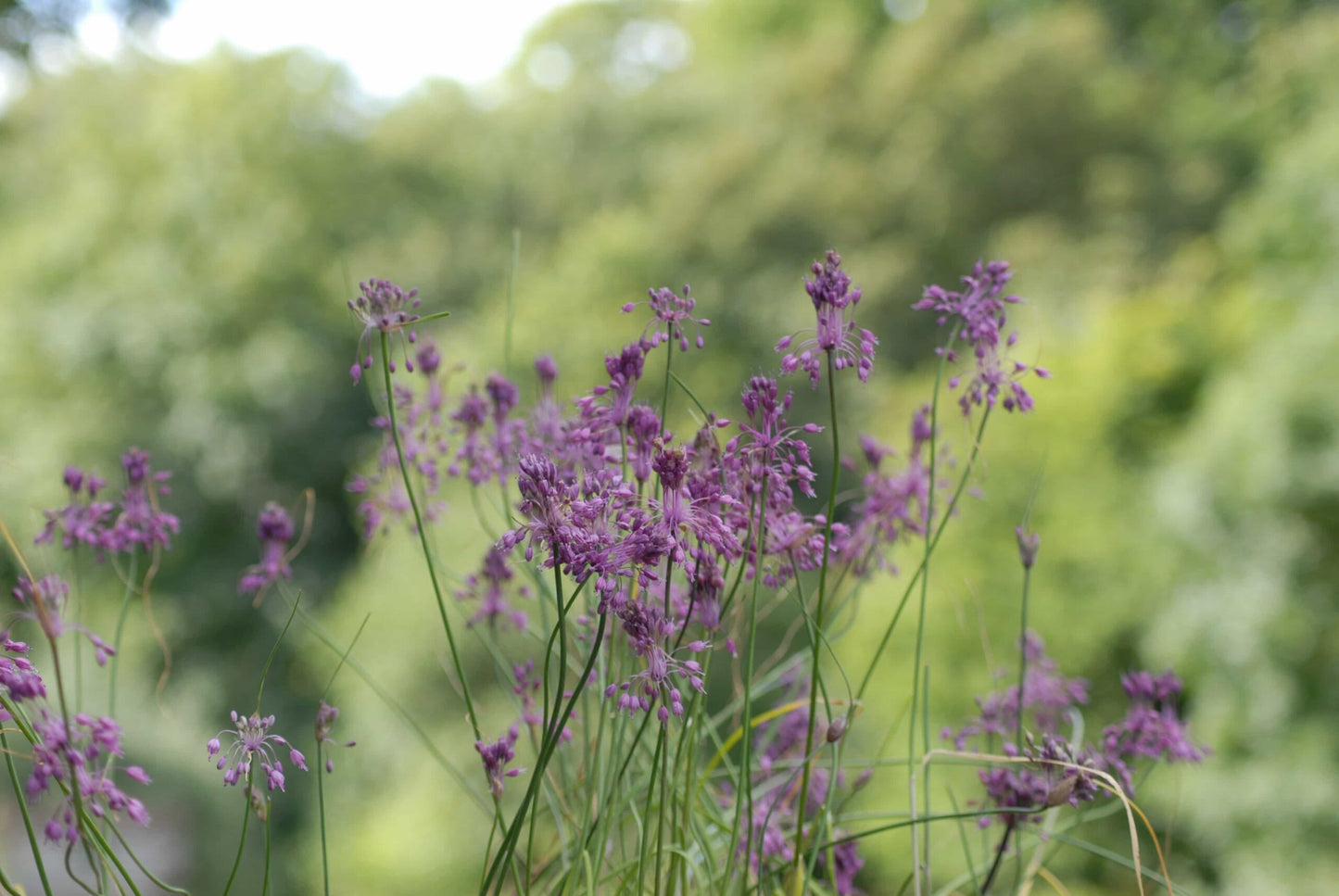 Allium carinatum_0005 (1)