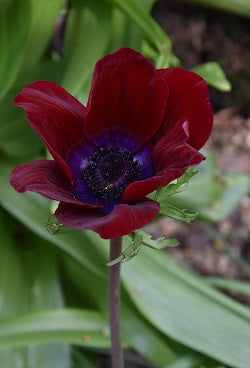 Anemone Bordeaux_7698 (1)