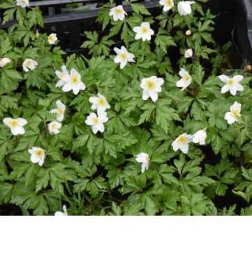 Anemone nemorosa Lychette_9465 (1)