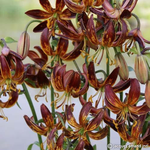 Lilium martagon 'Arabian Night' – Jacques Amand Intl