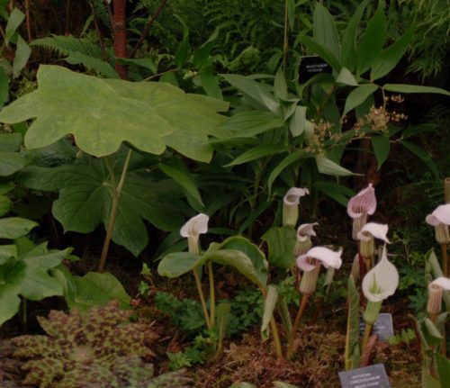 arisaema-candidissimum-11