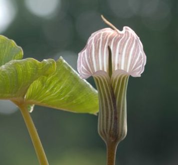 arisaema-candidissimum-2