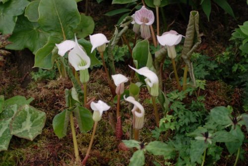 arisaema-candidissimum-5
