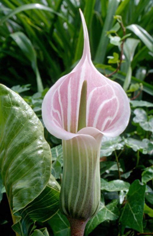 arisaema-candidissimum-agm-form