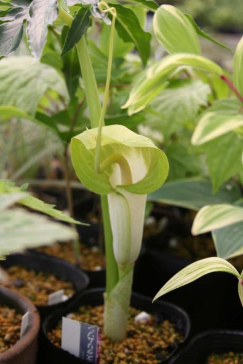 Arisaema urashima white form