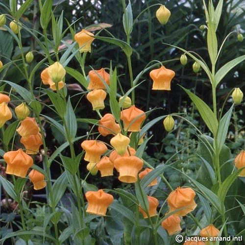 Aurantiaca